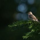 Grauschnäpper - Muscicapa striata