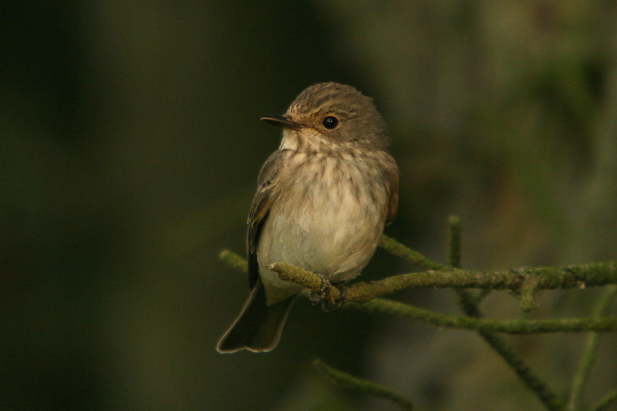 Grauschnäpper ( Muscicapa striata )