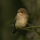 Grauschnäpper ( Muscicapa striata )