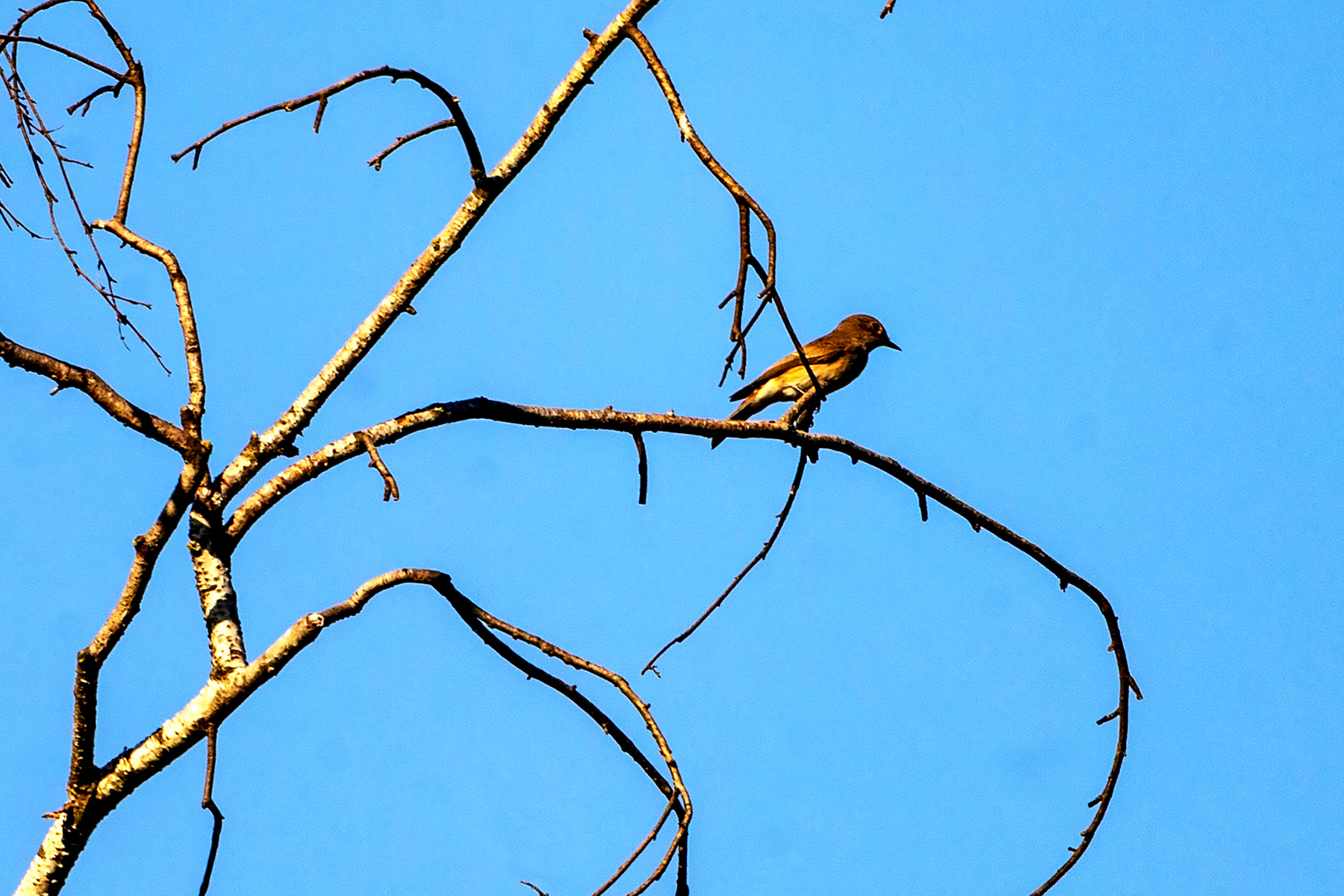 Grauschnäpper (Muscicapa striata)