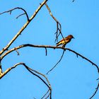 Grauschnäpper (Muscicapa striata)