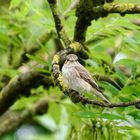 Grauschnäpper (Muscicapa striata)