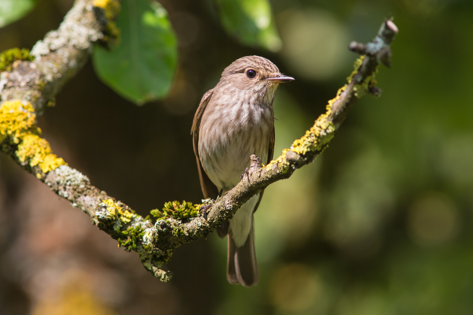 Grauschnäpper (Muscicapa striata)