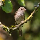 Grauschnäpper (Muscicapa striata)