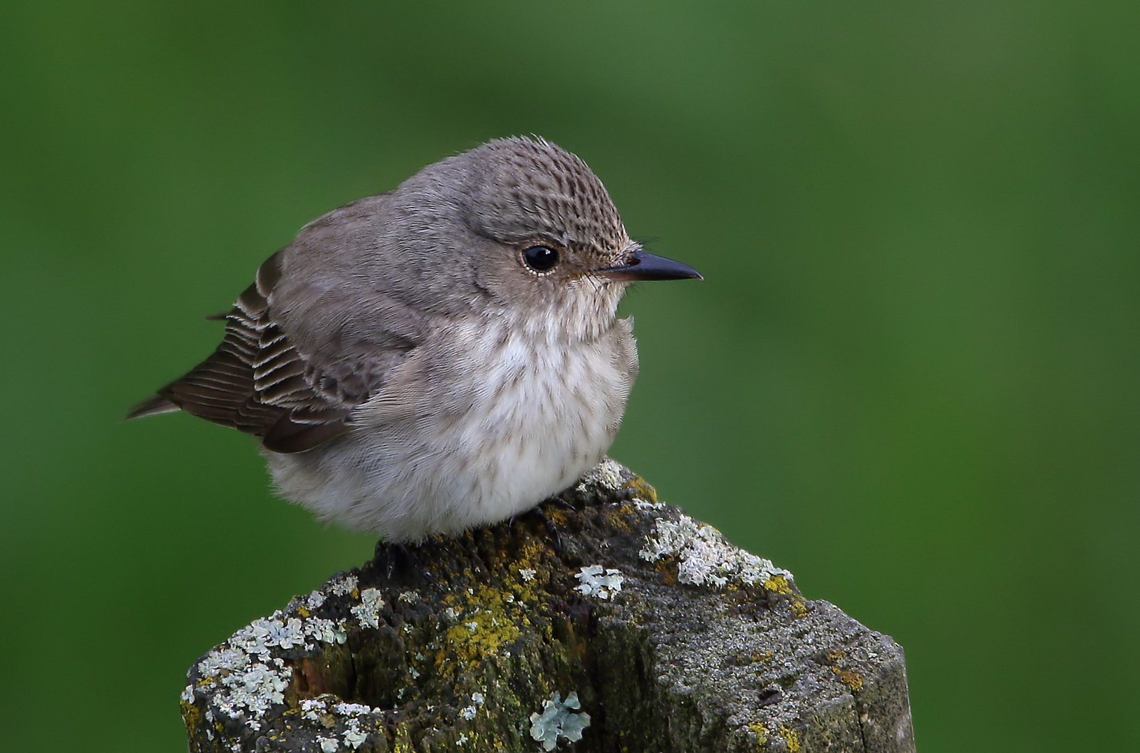 Grauschnäpper (Muscicapa striata)