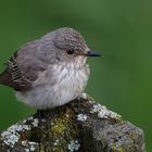 Grauschnäpper (Muscicapa striata)