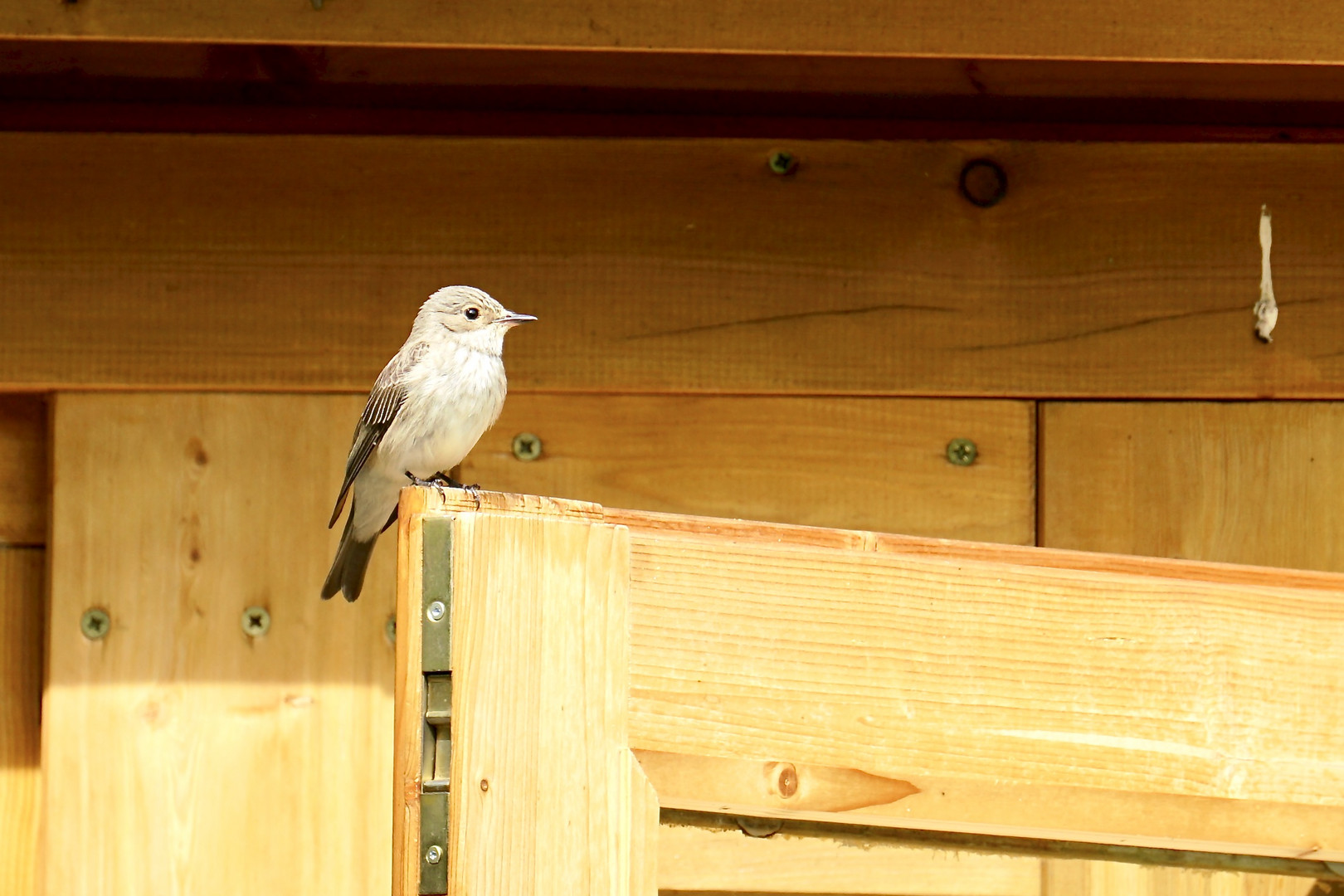 Grauschnäpper (Muscicapa striata)