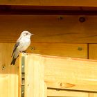 Grauschnäpper (Muscicapa striata)