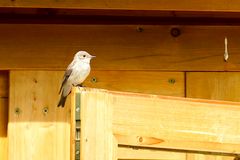 Grauschnäpper (Muscicapa striata)