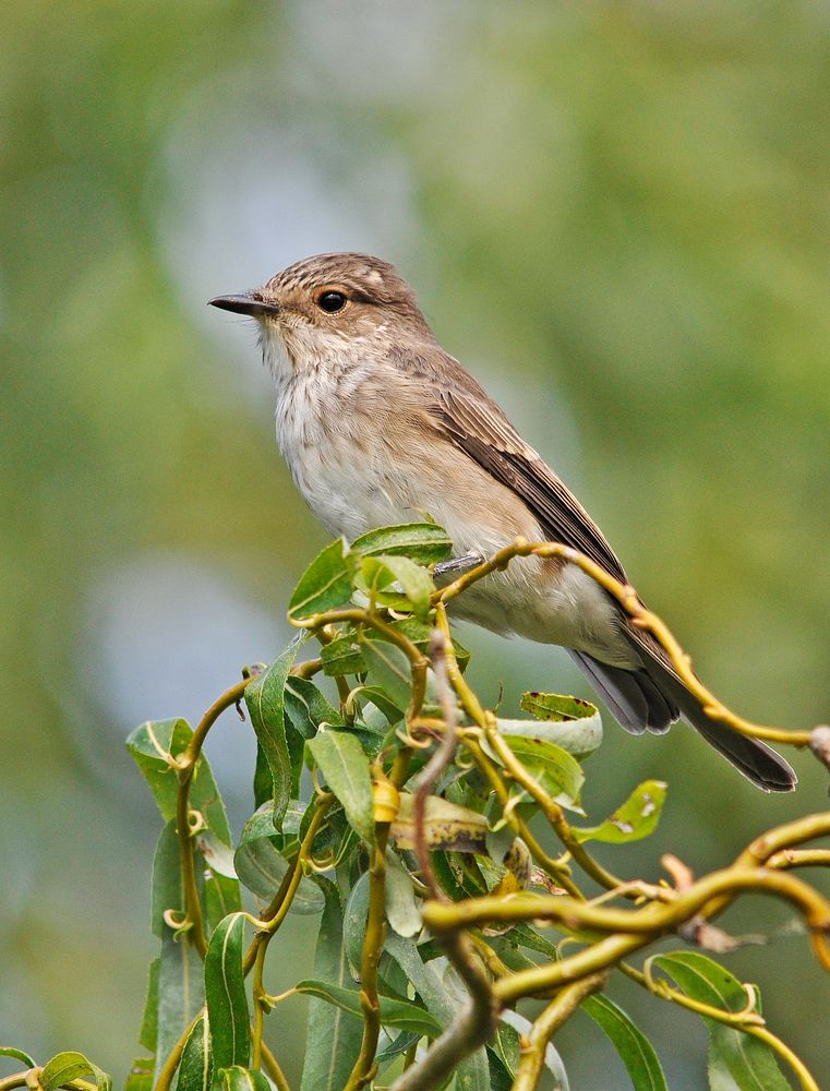 Grauschnäpper (Muscicapa striata)