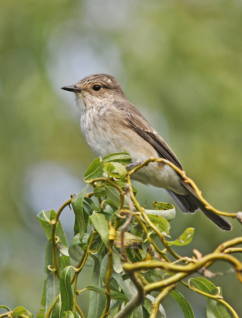 Grauschnäpper (Muscicapa striata)