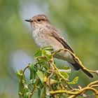 Grauschnäpper (Muscicapa striata)