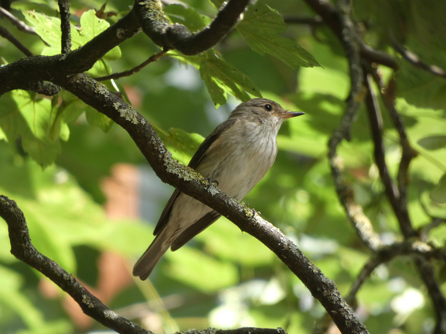 Grauschnäpper (Muscicapa striata)