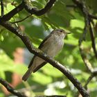 Grauschnäpper (Muscicapa striata)