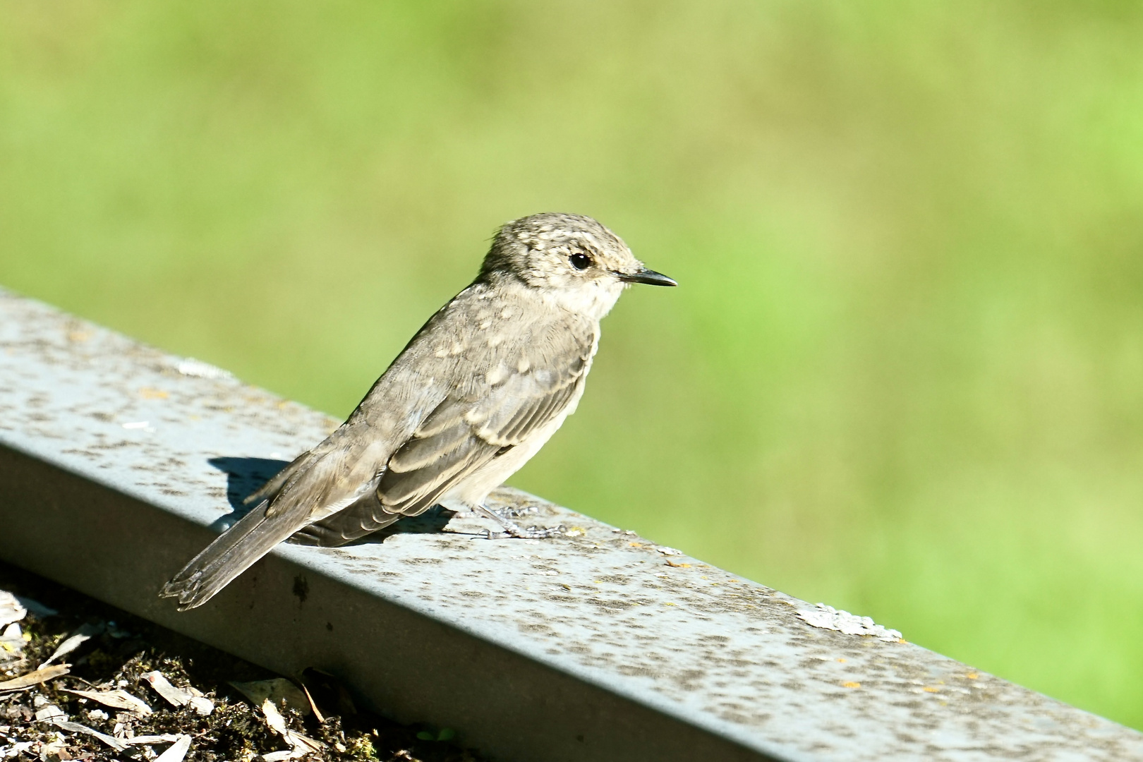 Grauschnäpper (Muscicapa striata)