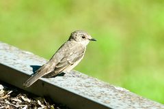 Grauschnäpper (Muscicapa striata)