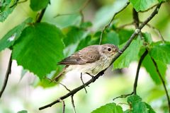 Grauschnäpper (Muscicapa striata)