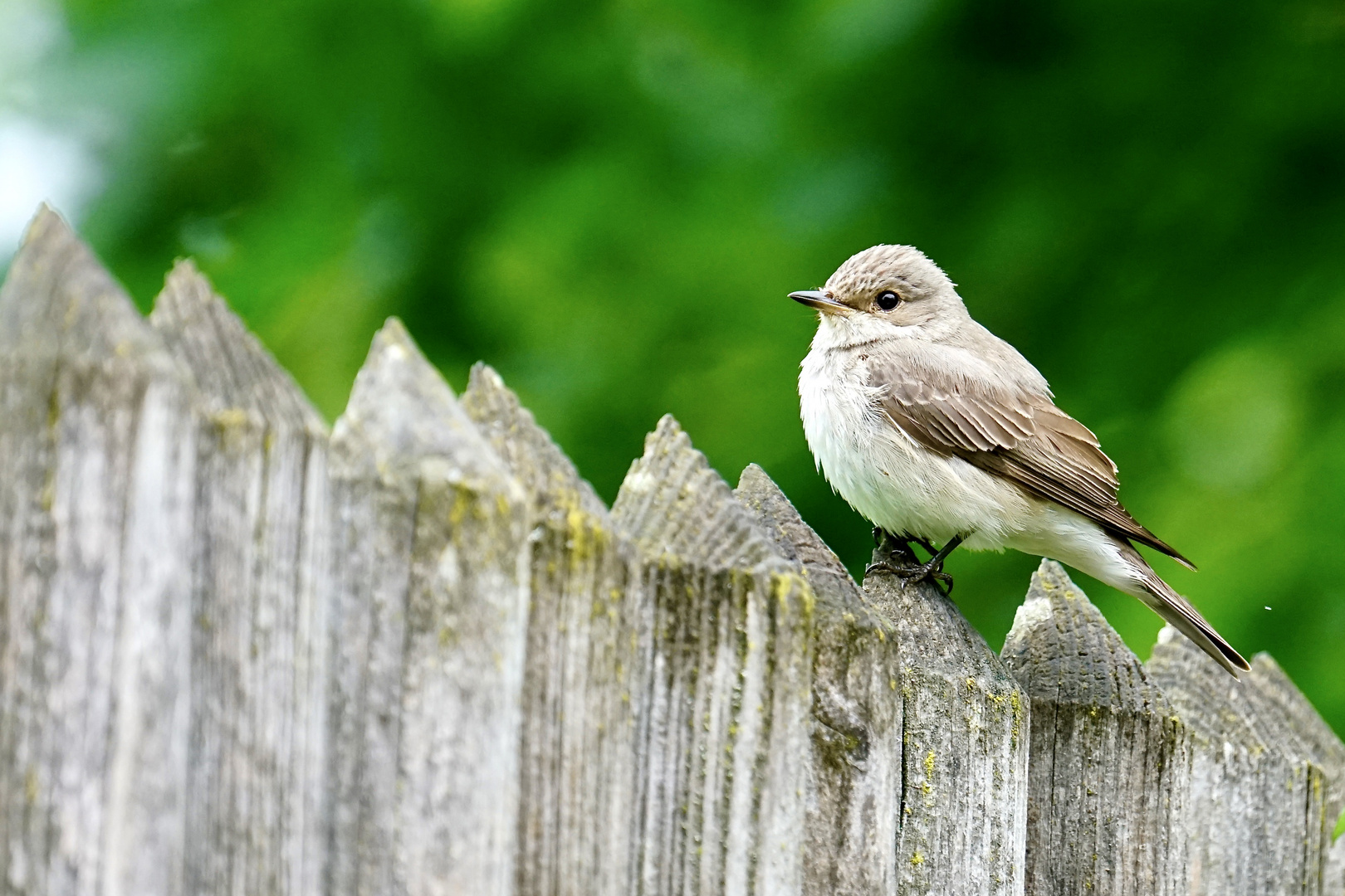 Grauschnäpper (Muscicapa striata)