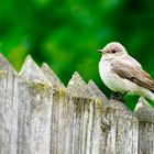 Grauschnäpper (Muscicapa striata)