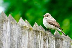 Grauschnäpper (Muscicapa striata)