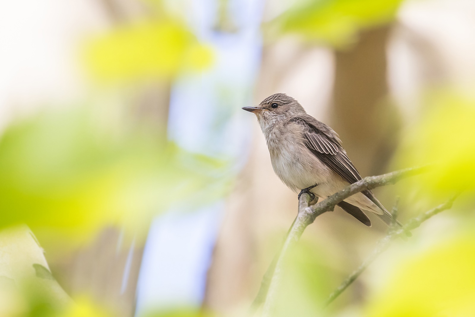 Grauschnäpper - Muscicapa striata