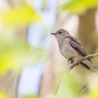 Grauschnäpper - Muscicapa striata