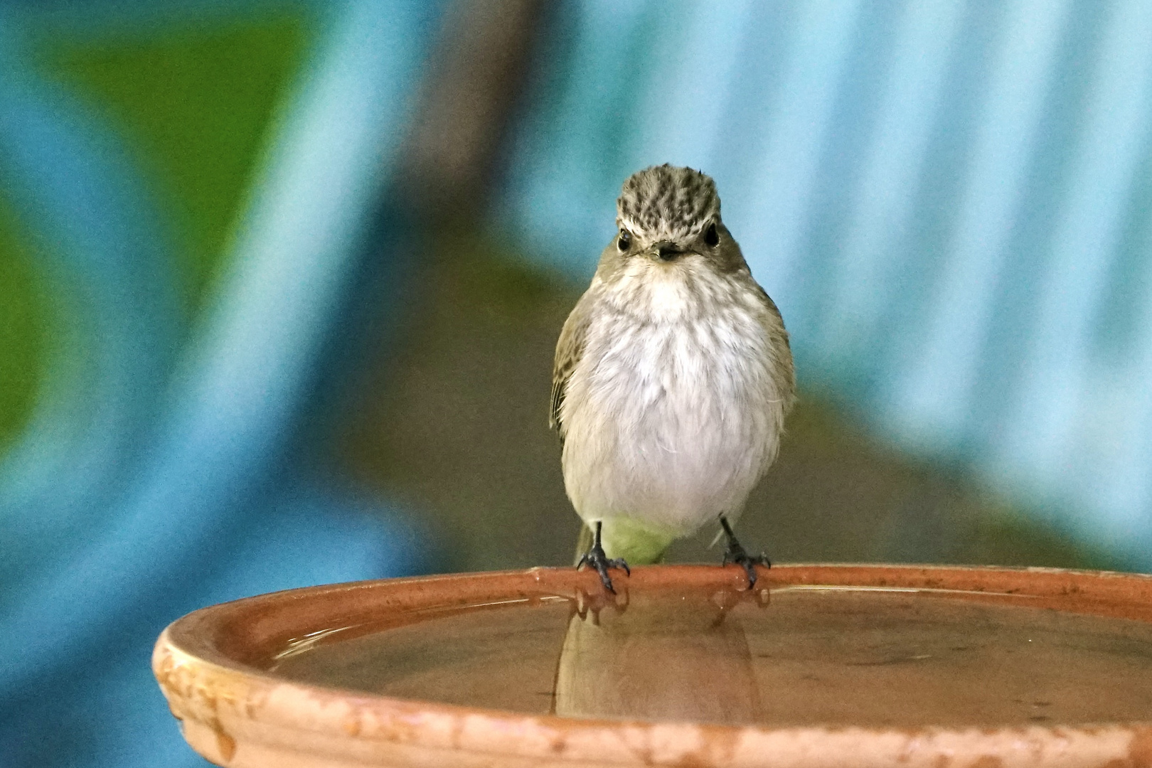 Grauschnäpper (Muscicapa striata)