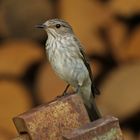 Grauschnäpper ( Muscicapa striata )