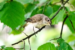 Grauschnäpper (Muscicapa striata)