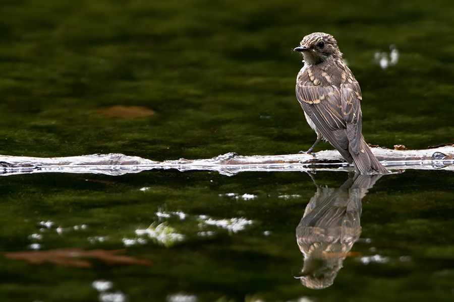 Grauschnäpper (Muscicapa striata)