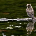 Grauschnäpper (Muscicapa striata)