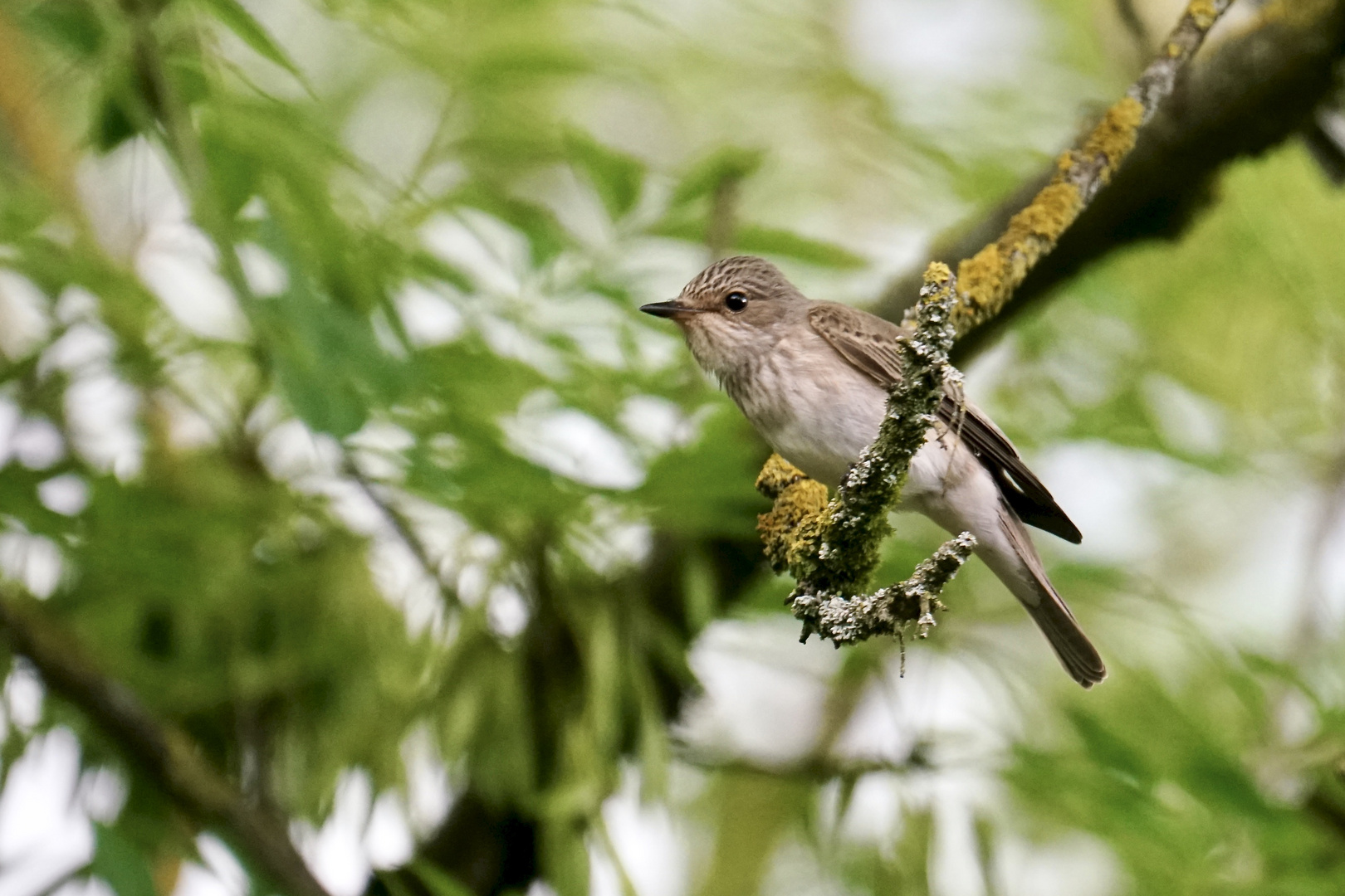 Grauschnäpper (Muscicapa striata)