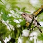 Grauschnäpper (Muscicapa striata)