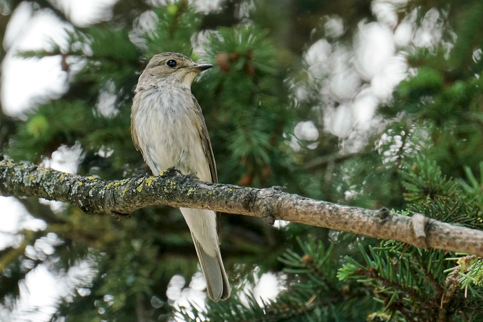 Grauschnäpper (Muscicapa striata)