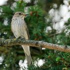 Grauschnäpper (Muscicapa striata)