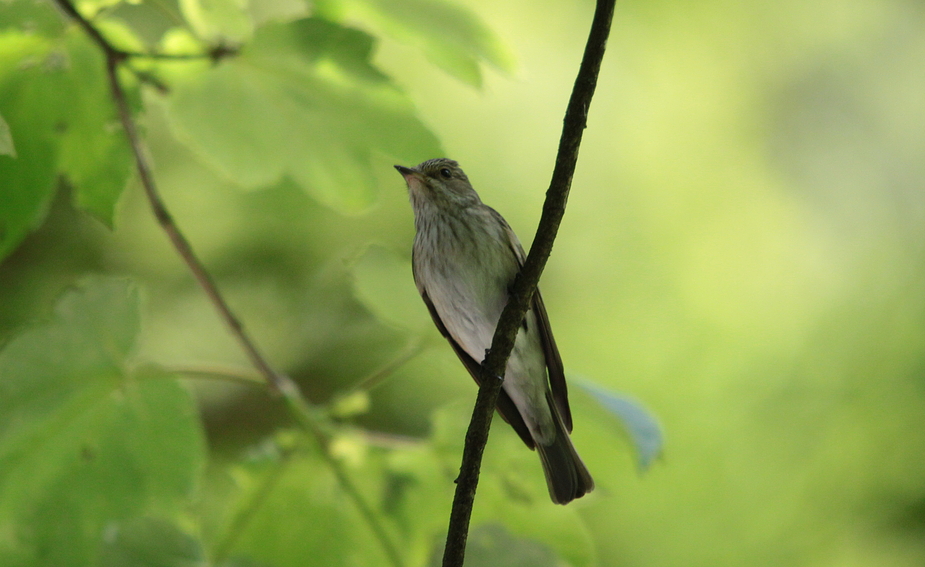 Grauschnäpper (Muscicapa striata)