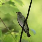 Grauschnäpper (Muscicapa striata)