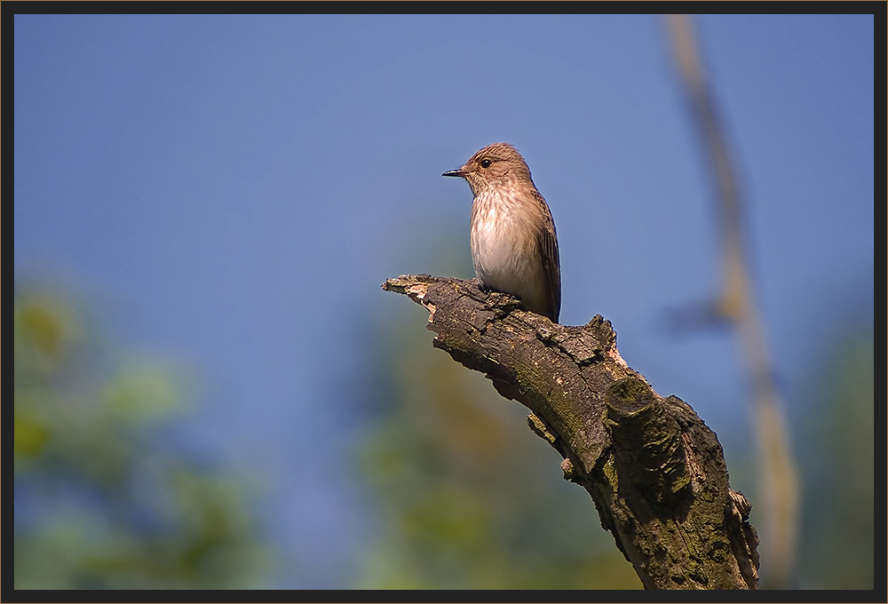 Grauschnäpper (Muscicapa striata)