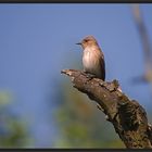 Grauschnäpper (Muscicapa striata)