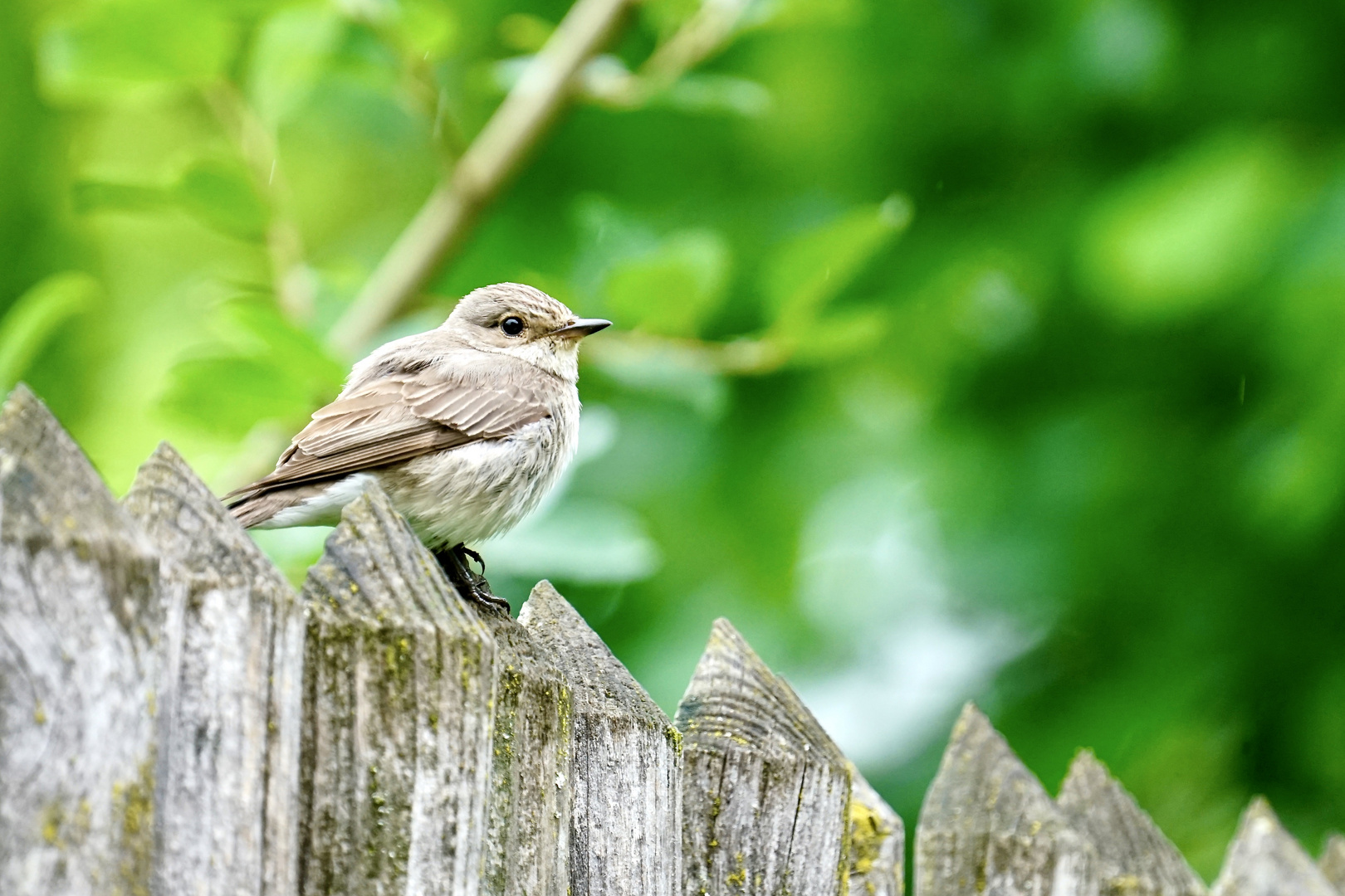 Grauschnäpper (Muscicapa striata)