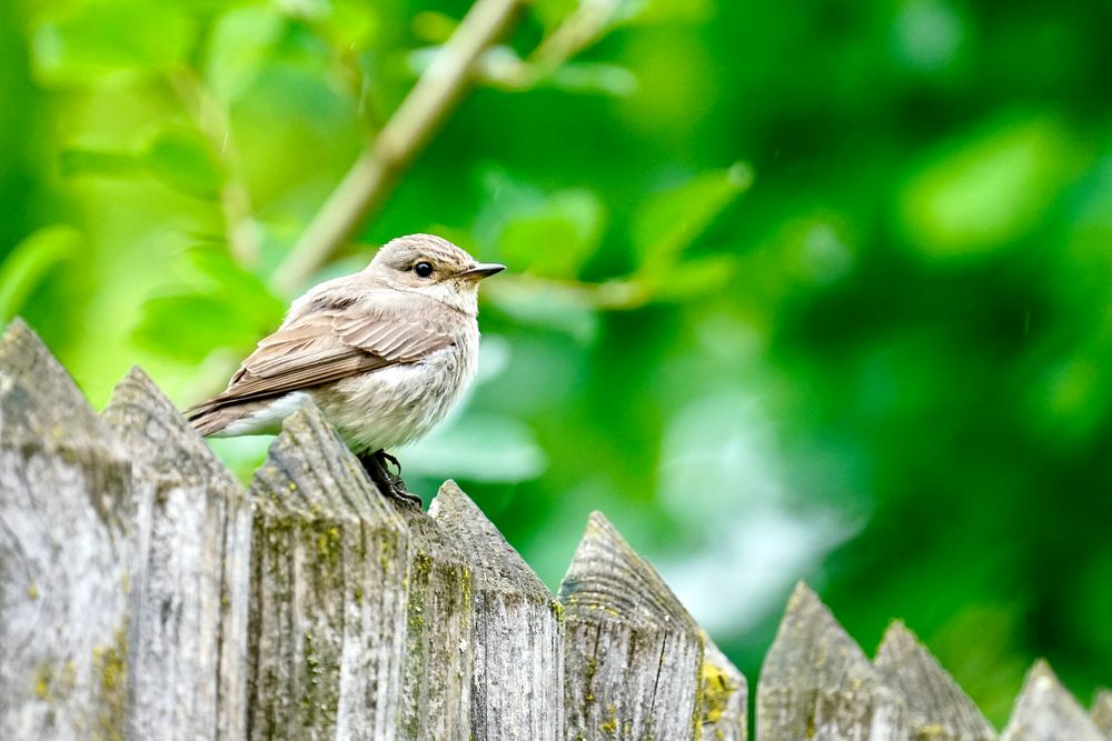 Grauschnäpper (Muscicapa striata)