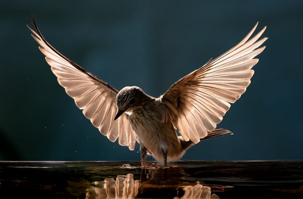 Grauschnäpper - Pool-Serie #19