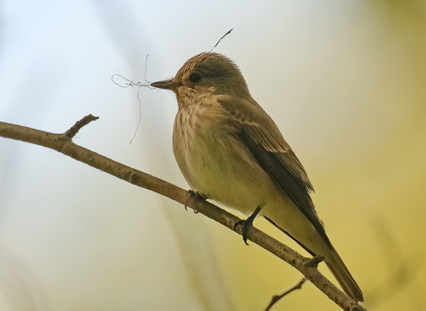 Grauschnäpper weiblich