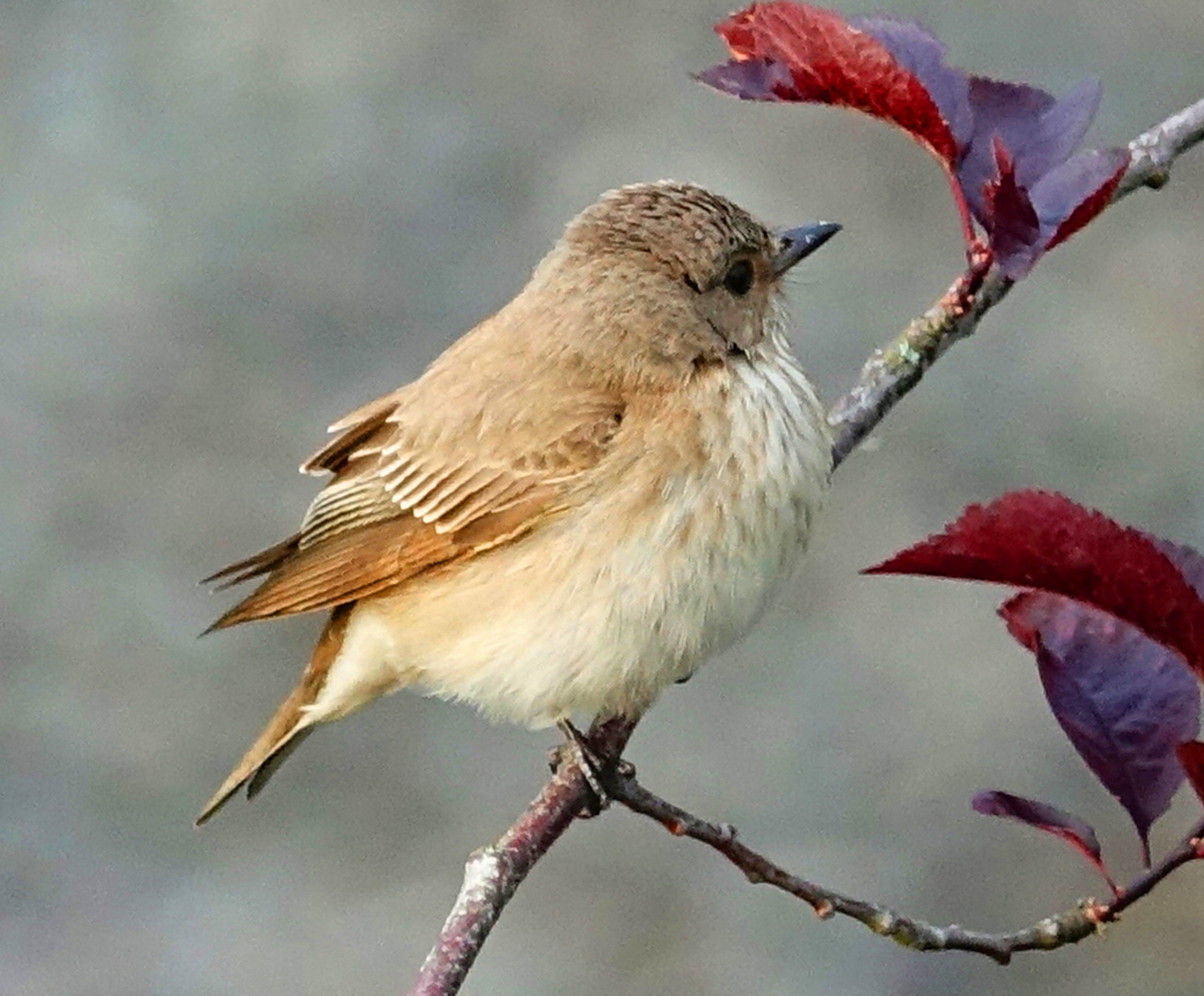 Grauschnäpper_Jungvogel