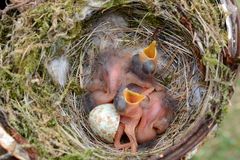 Grauschnäpperkücken, nur wenige Stunden alt, mit diesem Hunger-