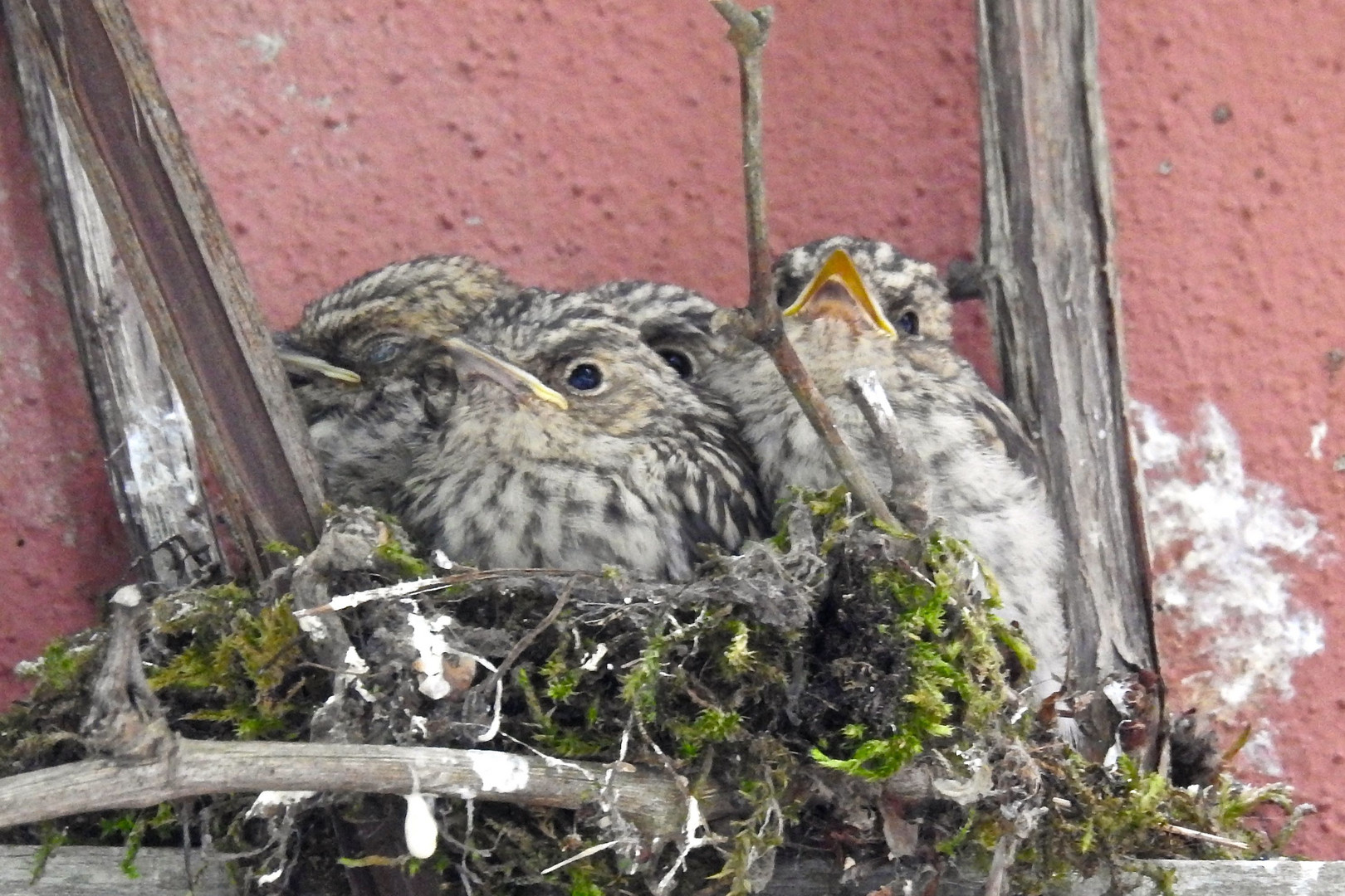 Grauschnäppernest