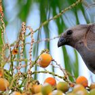 Grauschreivogel