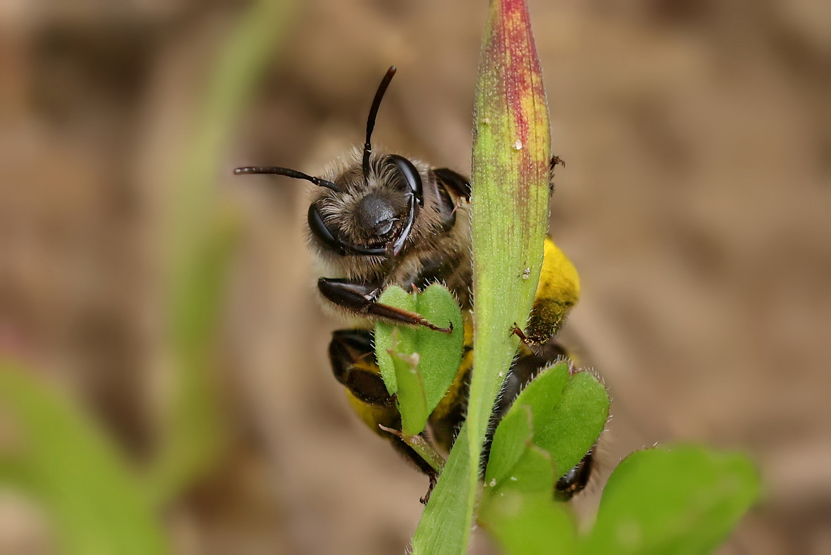 Grauschwarze Düstersandbiene