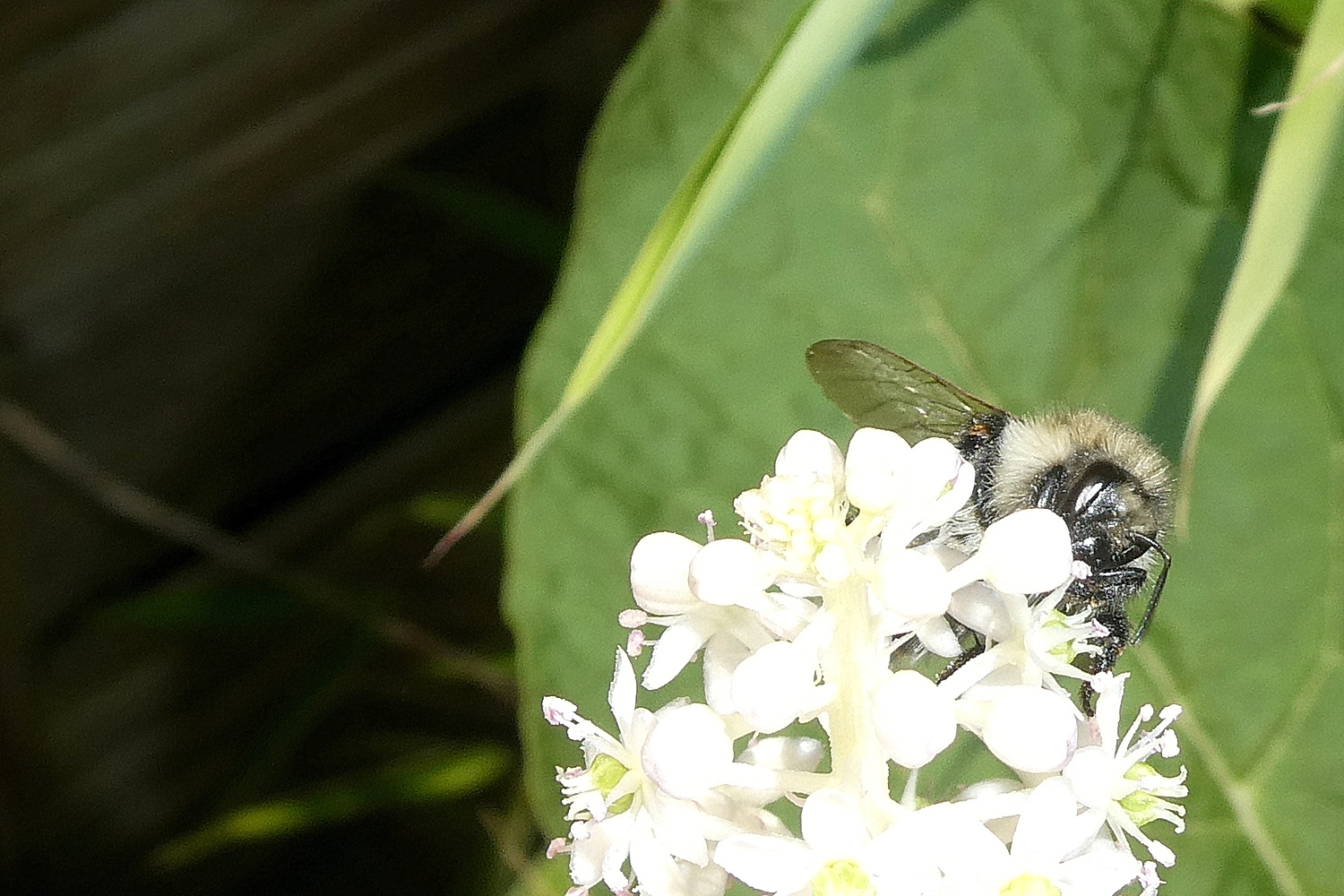 Grauschwarze Düstersandbiene