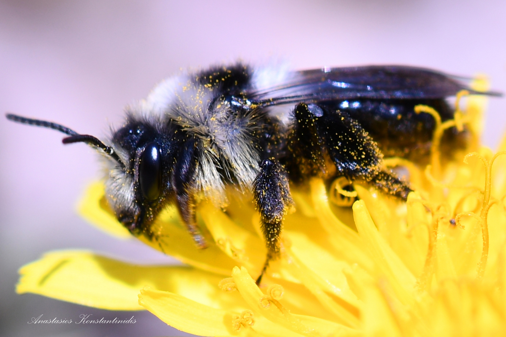 Grauschwarze Düstersandbiene